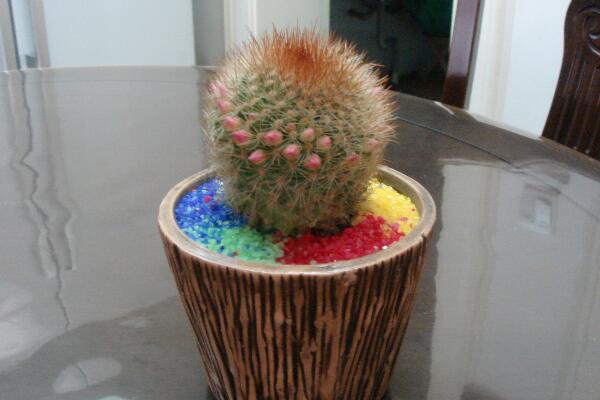 仙人球爛根的原因，以下4種情況都會導(dǎo)致仙人球爛根