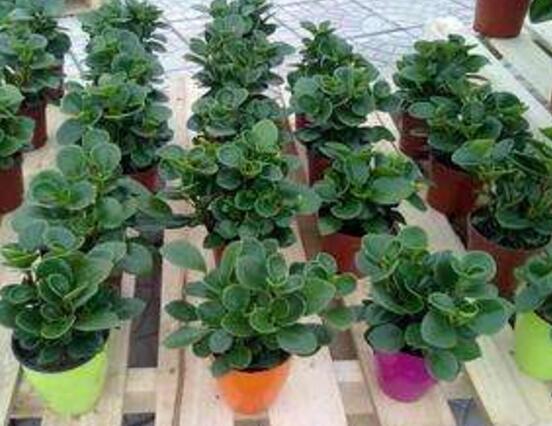 花卉小家碧玉怎么養(yǎng)，老農(nóng)總結(jié)八大基本方法