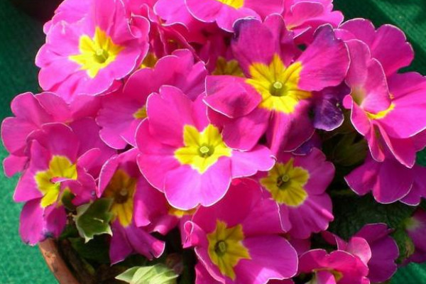 迎春花和報春花的區(qū)別