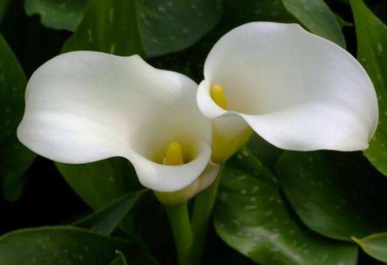 紅色馬蹄蓮花語，圣潔虔誠、永結(jié)同心、吉祥如意