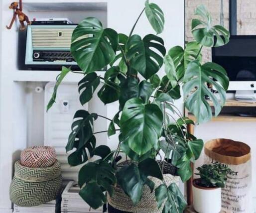 龜背竹多久澆一次水，不同的季節(jié)澆水的時(shí)間也不同