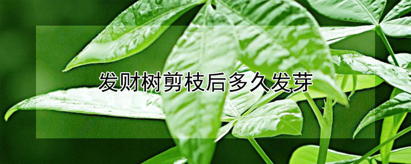 發(fā)財樹剪枝后多久發(fā)芽