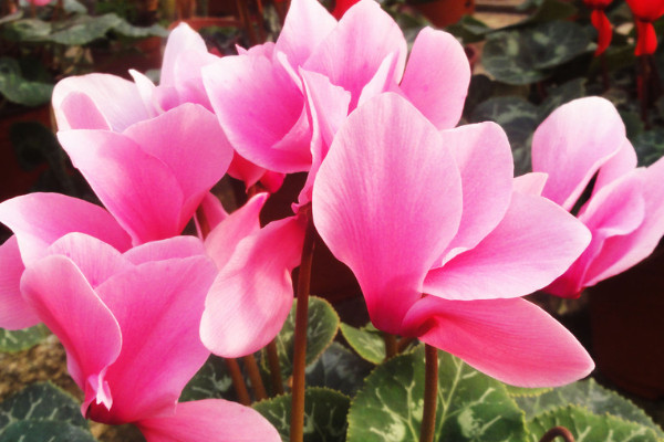 仙客來有毒嗎適合在室內(nèi)養(yǎng)嗎