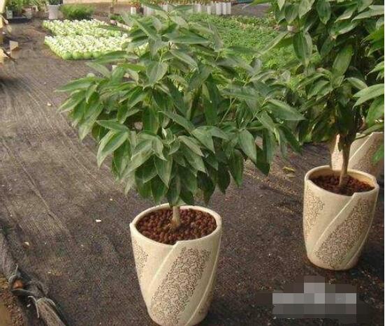 平安樹為什么不發(fā)新芽，三種原因以及解決方法