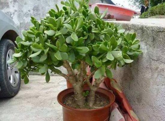 玉樹怎么養(yǎng)，玉樹的養(yǎng)殖方法和注意事項(xiàng)