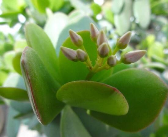 燕子掌掉葉子怎么辦，老農(nóng)教你三種最直觀解決方法