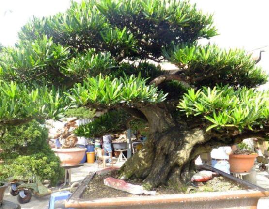 羅漢松修剪方法圖解，只需要三點(diǎn)步驟造型美觀茂盛