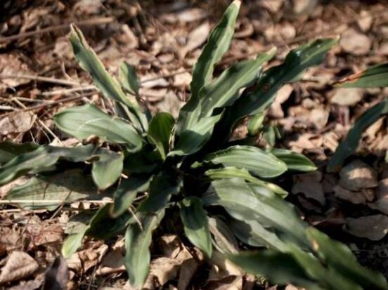 萬年青種類及圖片大全，盤點做好看的六大種類