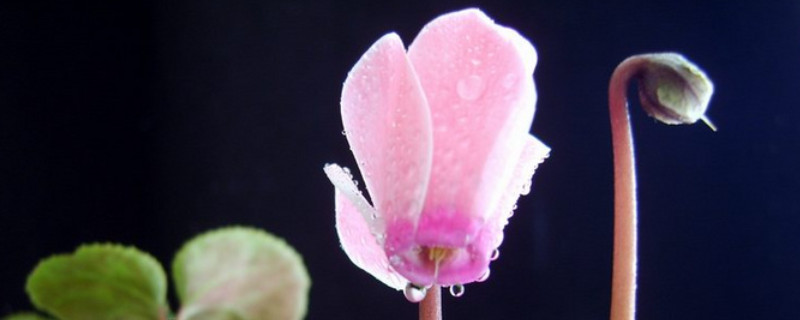 仙客來一般養(yǎng)幾年