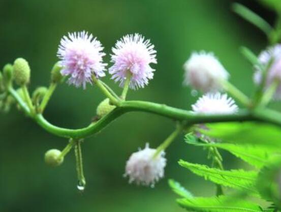 含羞草晚上會(huì)閉合嗎，會(huì)/屬于一種自然生長(zhǎng)澎壓現(xiàn)象