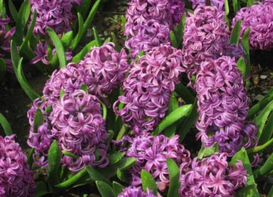 好看的風信子圖片欣賞，姿色優(yōu)美，色彩艷麗