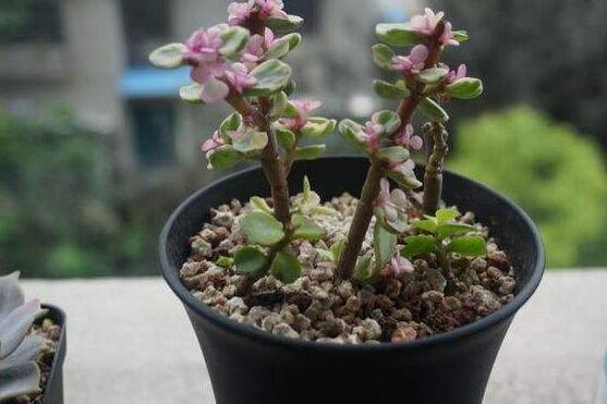 雅樂之舞冬天怎么養(yǎng)，只需要做好四點(diǎn)基本步驟