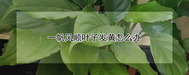 一帆風(fēng)順葉子發(fā)黃怎么辦