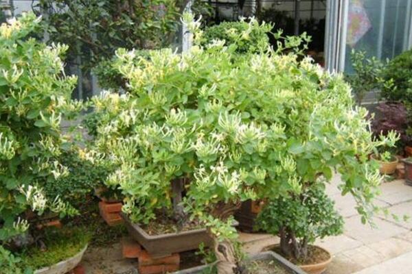 金銀花的種植方法，種子需進行催芽處理