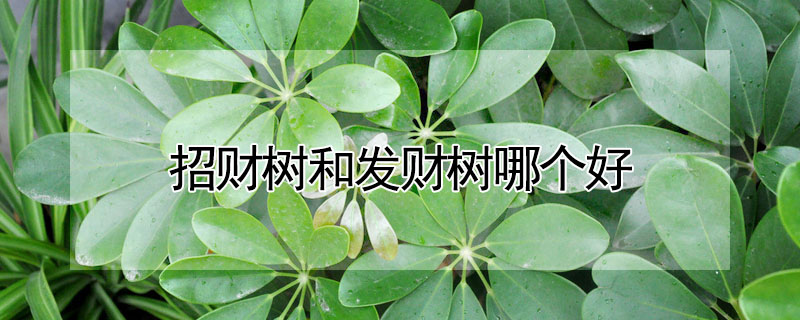 招財(cái)樹和發(fā)財(cái)樹哪個(gè)好