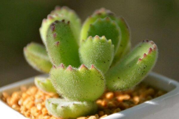 熊童子夏季種的怎么服盆，5步可讓植株迅速服盆