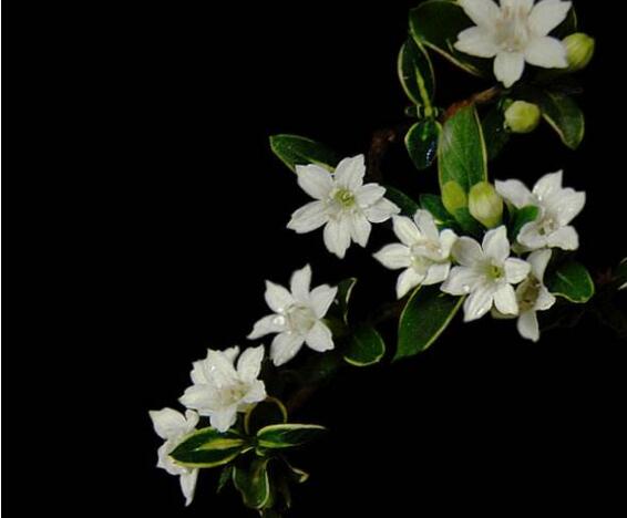 六月雪樹葉發(fā)黑怎么辦，找清原因及時(shí)救治（三種原因及解決方法）