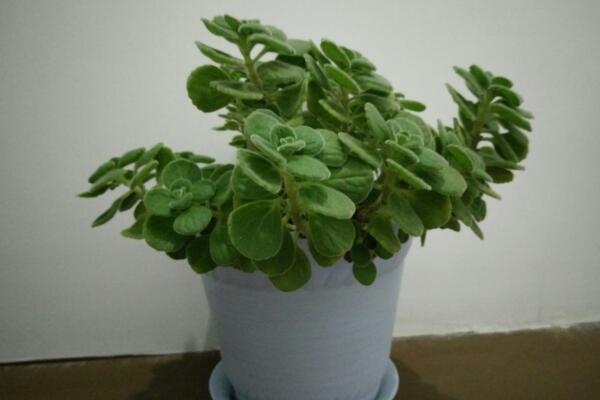 碰碰香葉子發(fā)黃怎么辦，找出問題的原因并及時處理