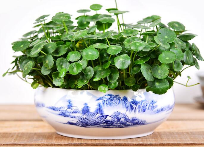 銅錢草怎么剪枝水培，剪成一根勤換水