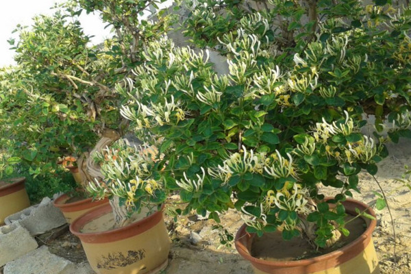 金銀花盆栽養(yǎng)殖方法和注意事項，澆水見干見濕需遮蔽強光