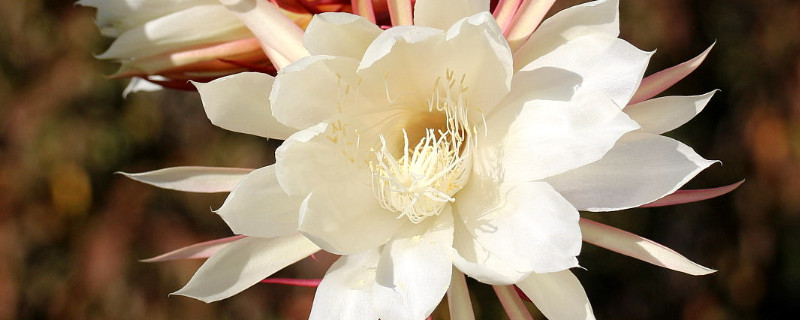 曇花和仙人掌花的區(qū)別