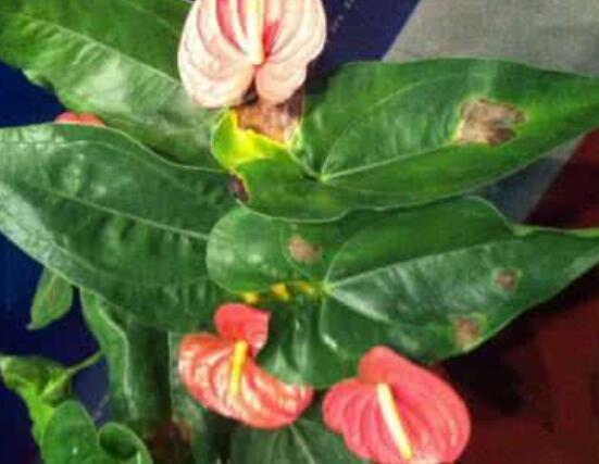 紅掌葉子發(fā)黃焦邊干枯是怎么回事，教你最直接有效三種解決措施