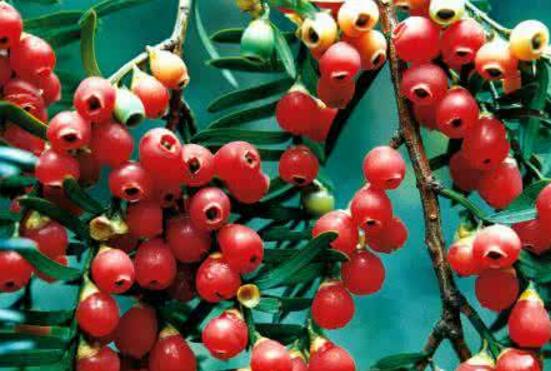 紅豆杉怎么換盆，三個(gè)簡單方法教你輕松學(xué)會(huì)