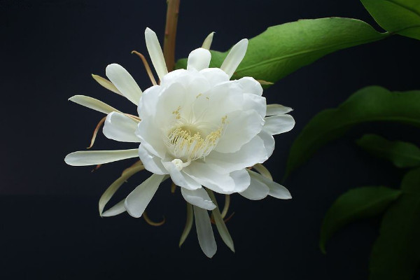 曇花為什么只能一現(xiàn)，生長習性所決定