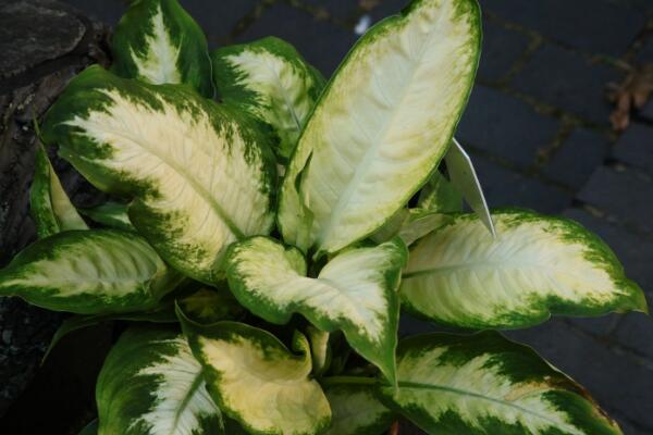 萬年青的養(yǎng)殖方法和注意事項(xiàng)：土壤適宜/溫度適中/切勿暴曬/合理澆水