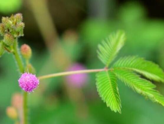 含羞草怎么養(yǎng)護，老農(nóng)總結(jié)五點最實用方法