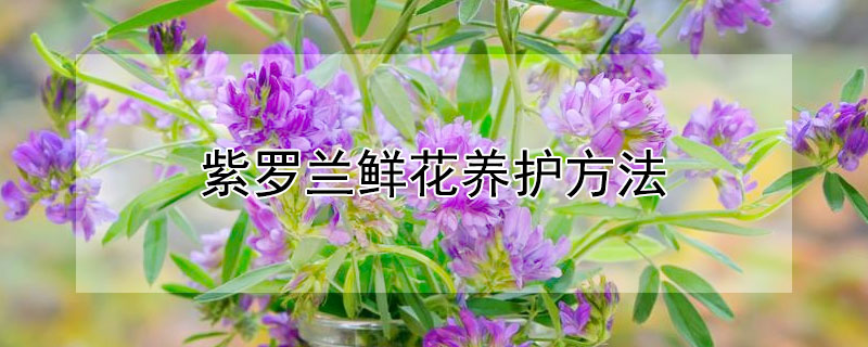 紫羅蘭鮮花養(yǎng)護(hù)方法