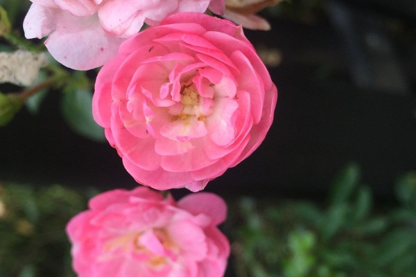 爬藤薔薇花的養(yǎng)殖方法