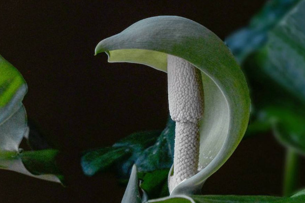 水培滴水觀音能養(yǎng)魚嗎