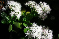 燕子掌多久開(kāi)花，正常情況下養(yǎng)殖2-3年才能開(kāi)花