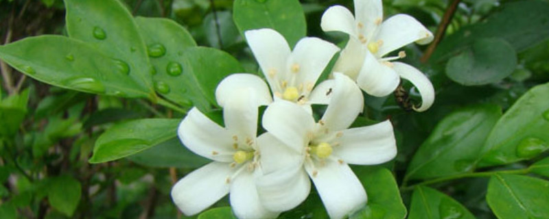 九里香放到室內的功效