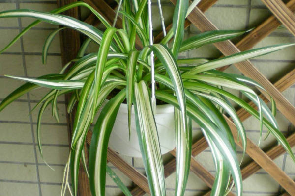 吊蘭葉子尖發(fā)黃怎么辦