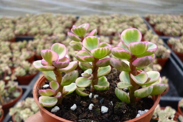 雅樂(lè)之舞掉葉子怎么辦，四種原因以及解決方法