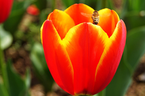 郁金香秋天會(huì)生長出葉么