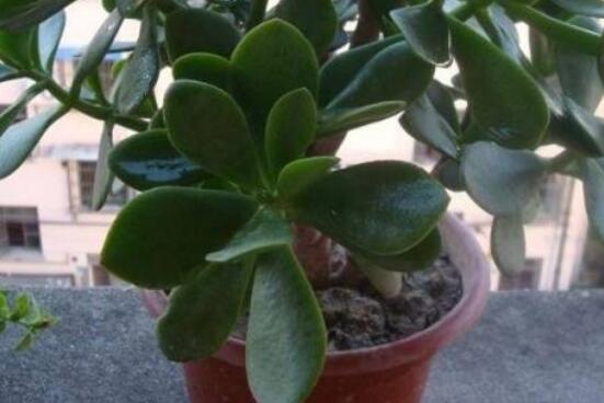 燕子掌用大盆還是小盆，大株用大一號(hào)盆/小株用小一號(hào)盆