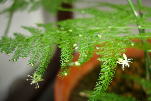 文竹為什么長藤，正常生長發(fā)育的過程