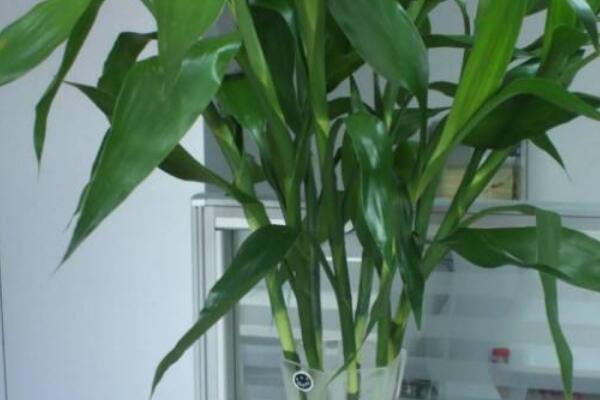 富貴竹根部發(fā)黑發(fā)臭