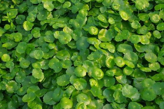 銅錢(qián)草水培好還是土培好，水培和土培兩者皆好