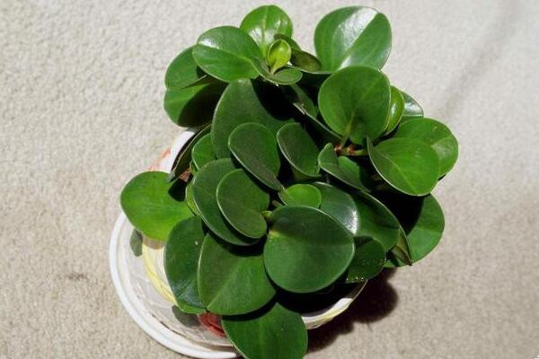 碧玉花葉子發(fā)黃怎么辦，5種原因以及解決方法