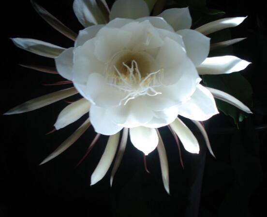 曇花開(kāi)代表什么預(yù)兆，預(yù)兆著好事成雙、喜事臨門(mén)