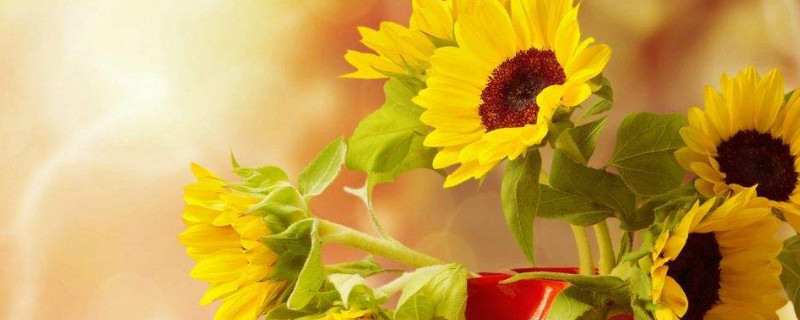 向日葵怎么養(yǎng)