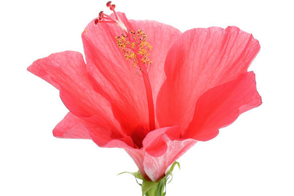 芙蓉花小苗不長(zhǎng)怎么回事