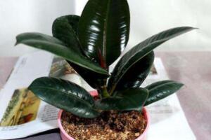 橡皮樹對(duì)人身體有害嗎，橡皮樹的作用和功效