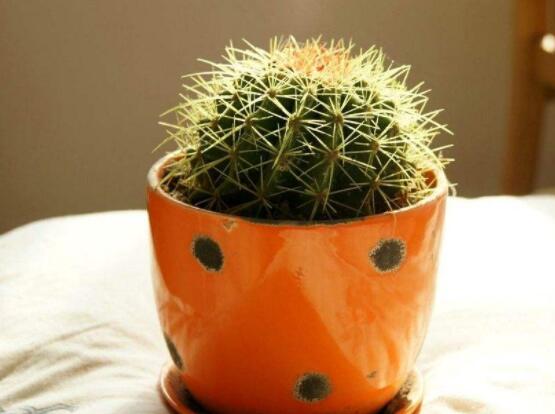 仙人球花語象征與寓意，堅(jiān)強(qiáng)、溫暖、柔弱、孤獨(dú)