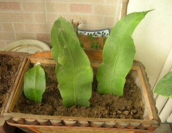 橡皮樹扦插，教你六大基本步驟快速生根發(fā)芽(30天)