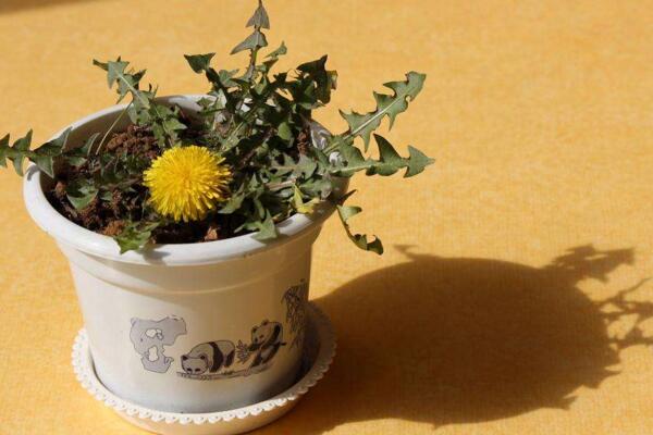 蒲公英怎么養(yǎng)，蒲公英養(yǎng)殖5大要點